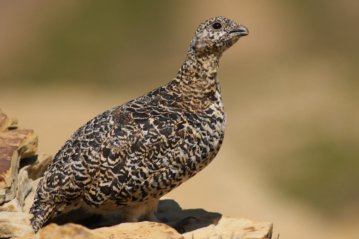White-tailed Ptarmigan - Jonathan Eckerson