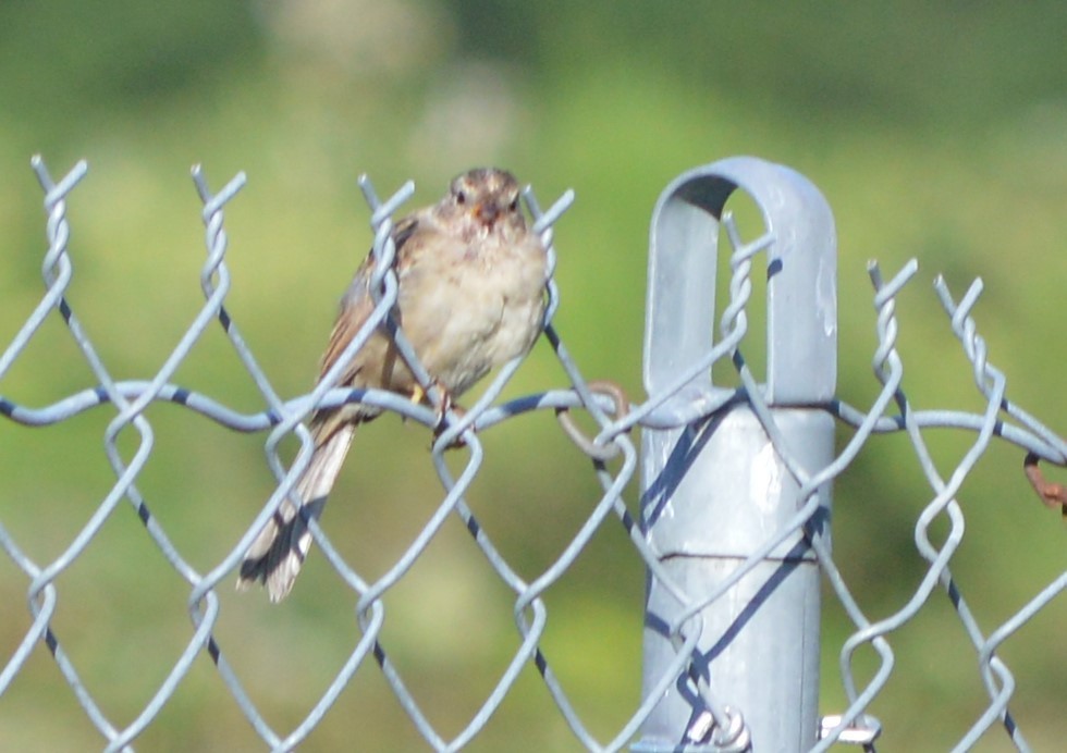 White-crowned Sparrow - ML173622421