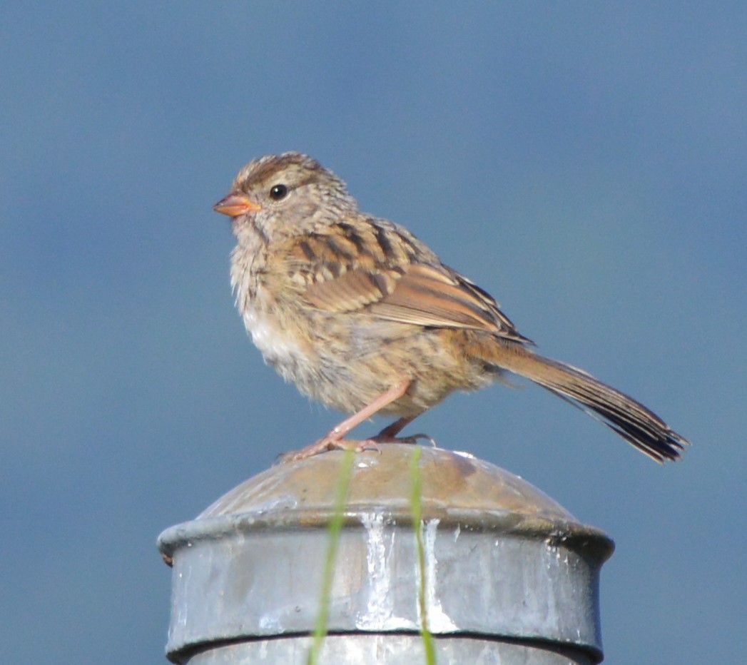 White-crowned Sparrow - ML173622461