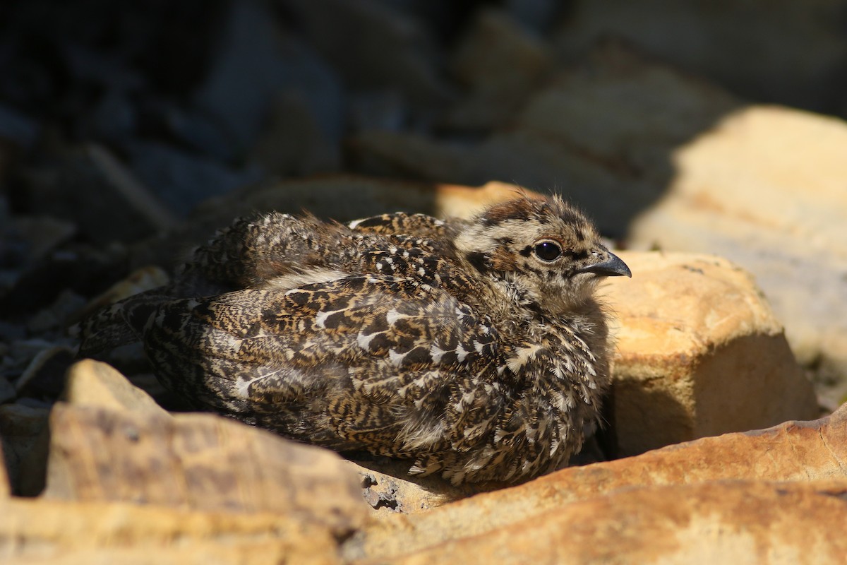 White-tailed Ptarmigan - Jonathan Eckerson