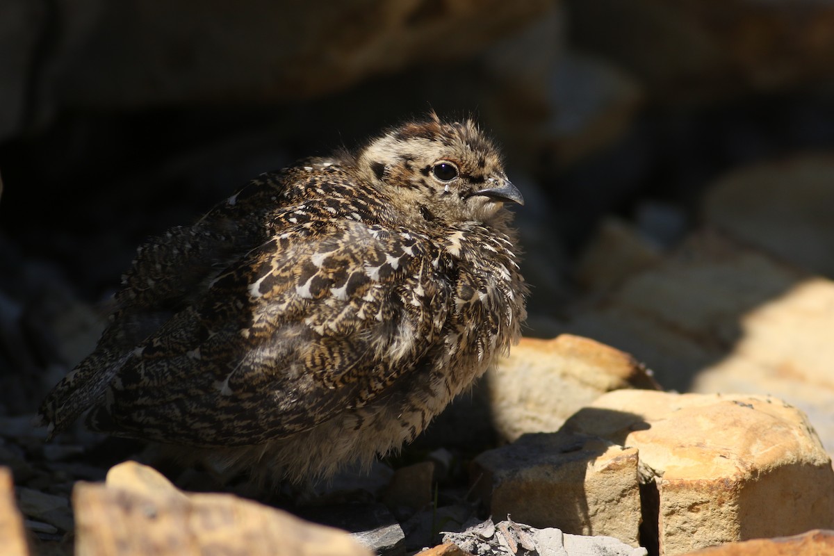 White-tailed Ptarmigan - Jonathan Eckerson