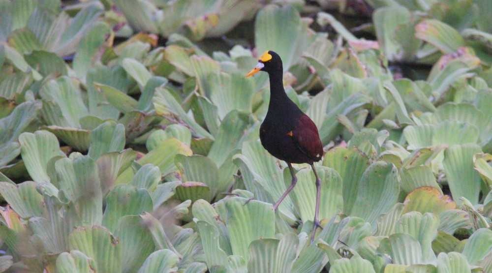 Northern Jacana - Paul Lewis