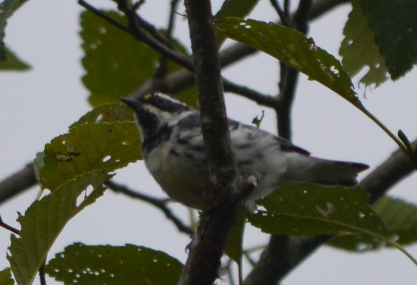 Black-throated Gray Warbler - ML173625041