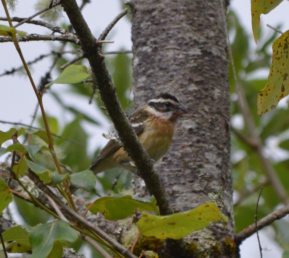 Black-headed Grosbeak - ML173625091