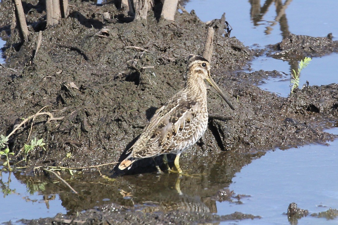Wilson's Snipe - Irvin Pitts