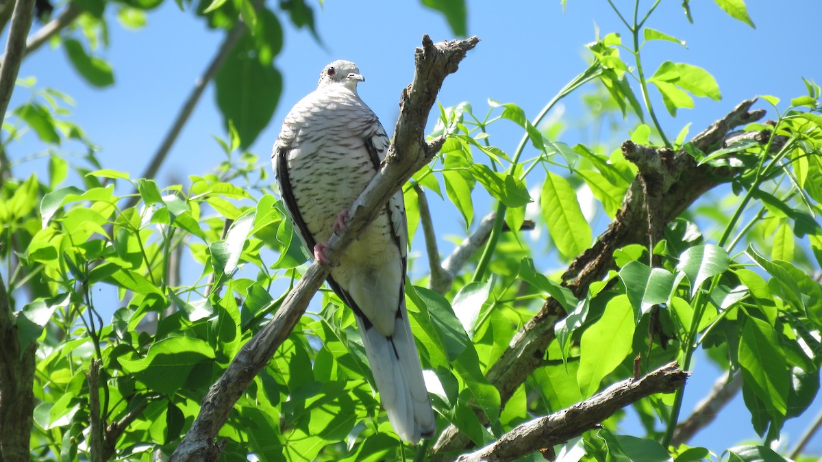 Scaled Dove - Jorge Alcalá