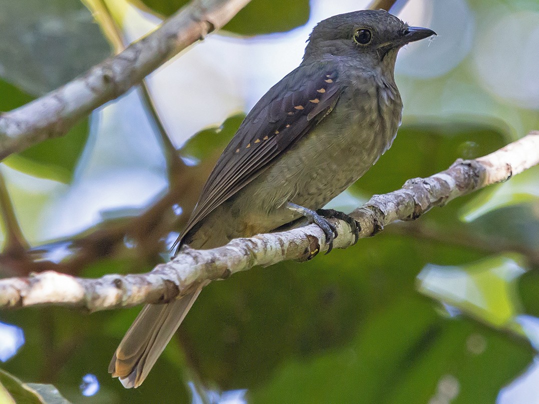 ハイイロモンキタイランチョウ - eBird