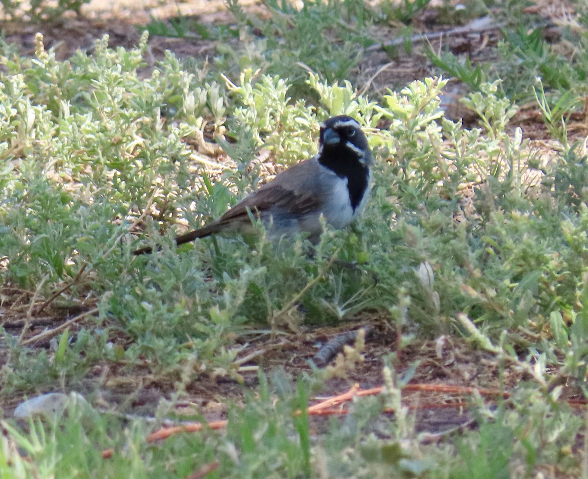 Black-throated Sparrow - Diane Roberts