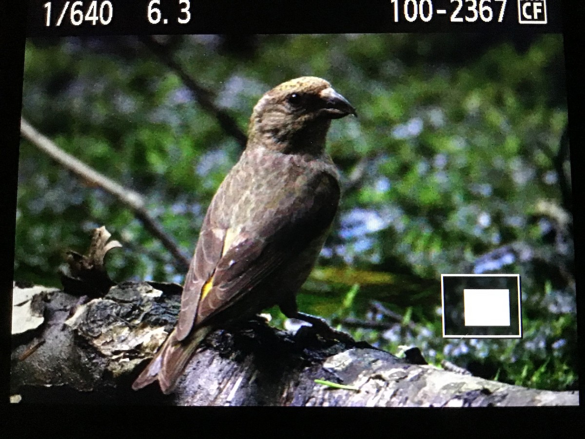 Red Crossbill - ML173629551