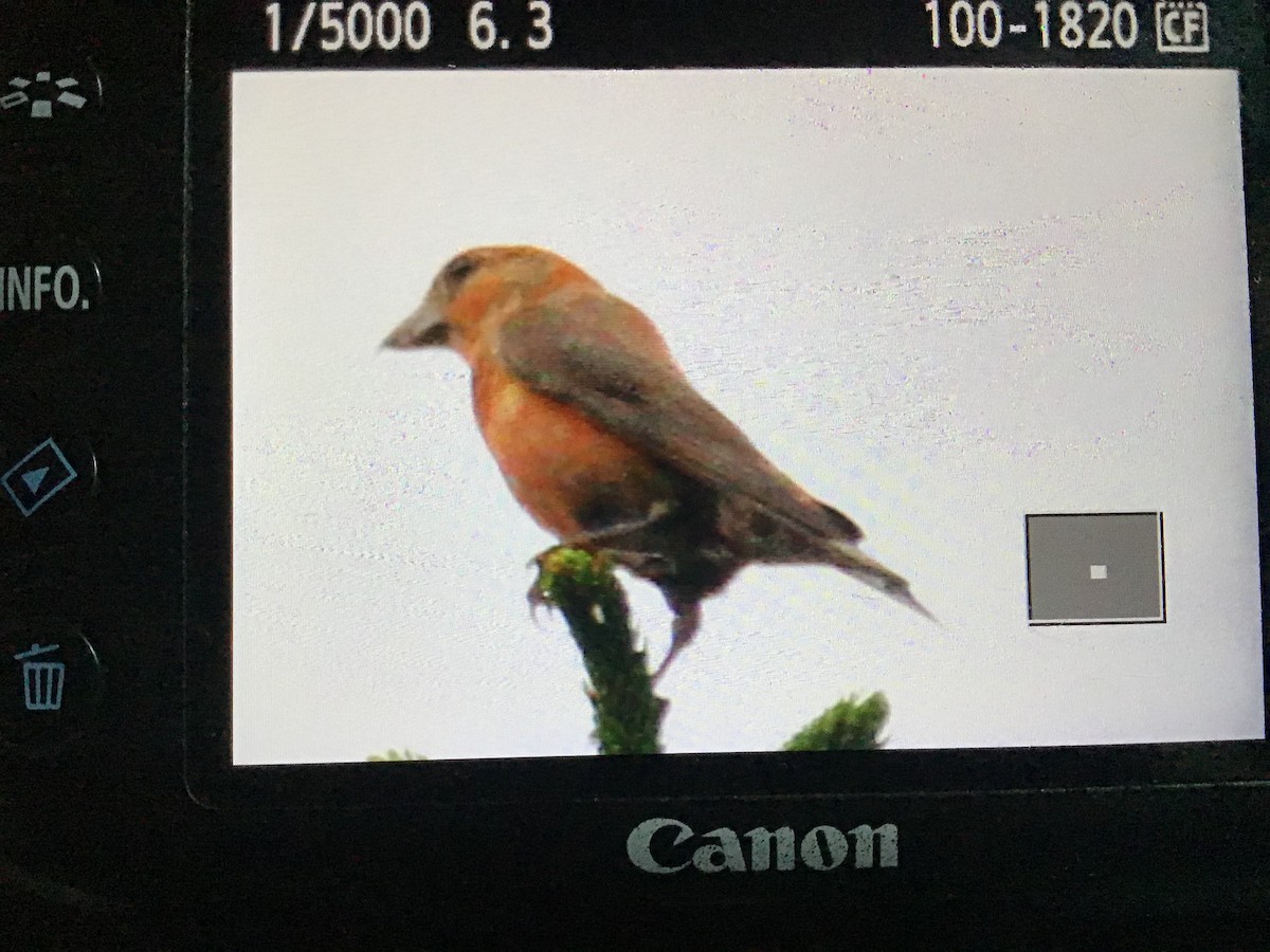 Red Crossbill - ML173629651