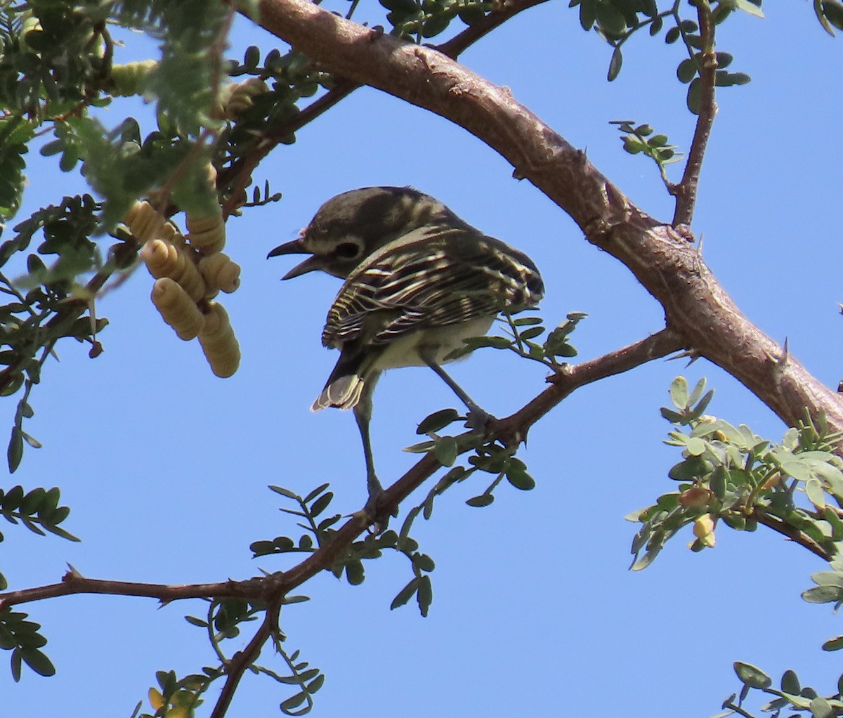 Cassin's Vireo - Diane Roberts