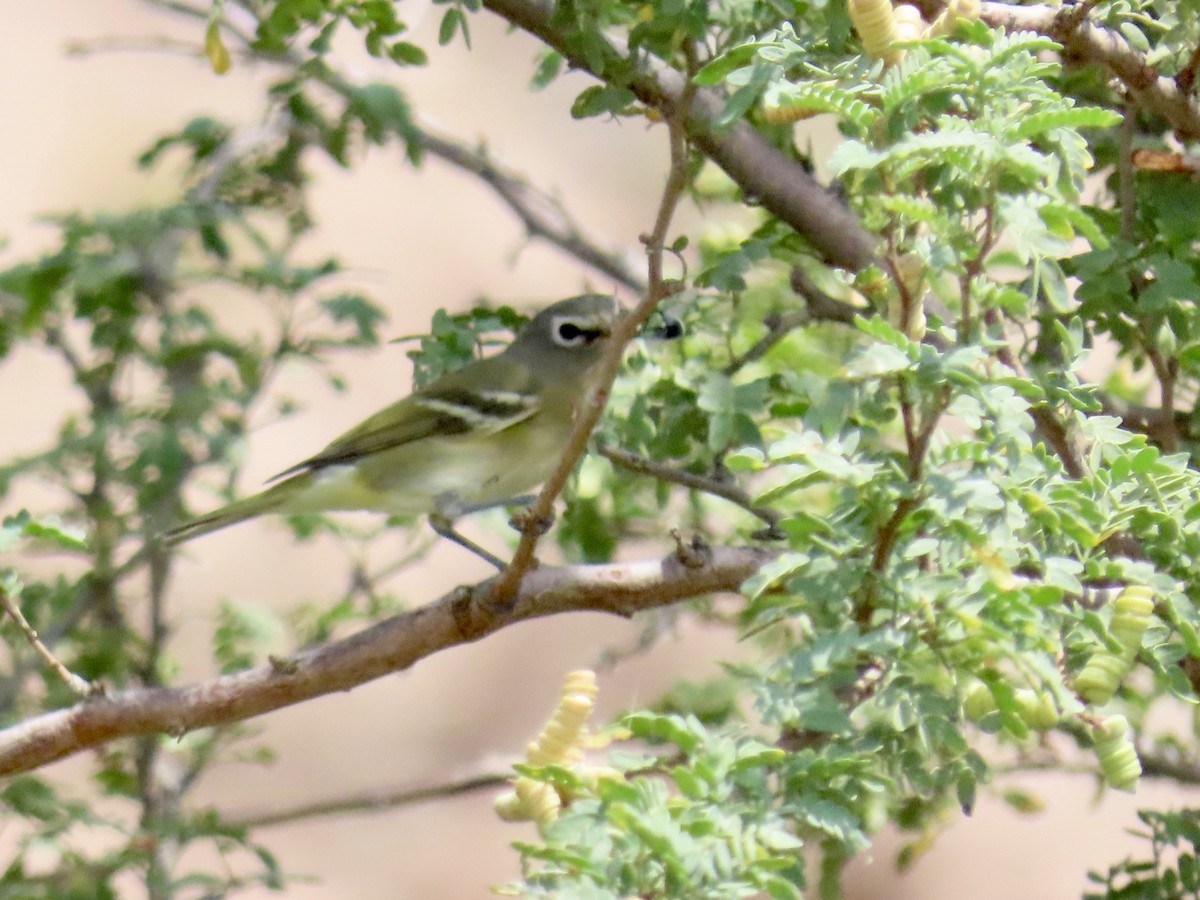 Cassin's Vireo - Diane Roberts