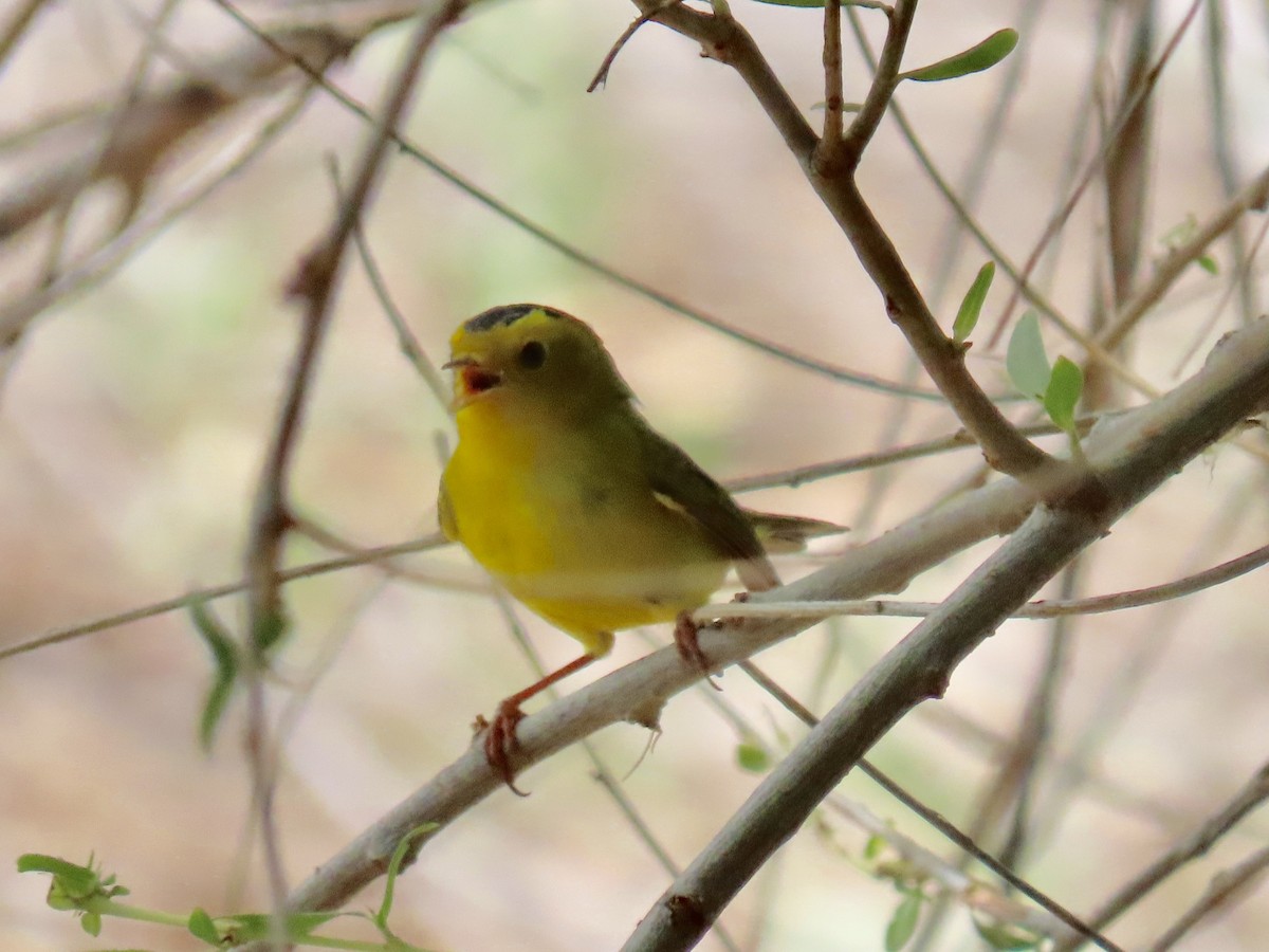 Wilson's Warbler - Diane Roberts