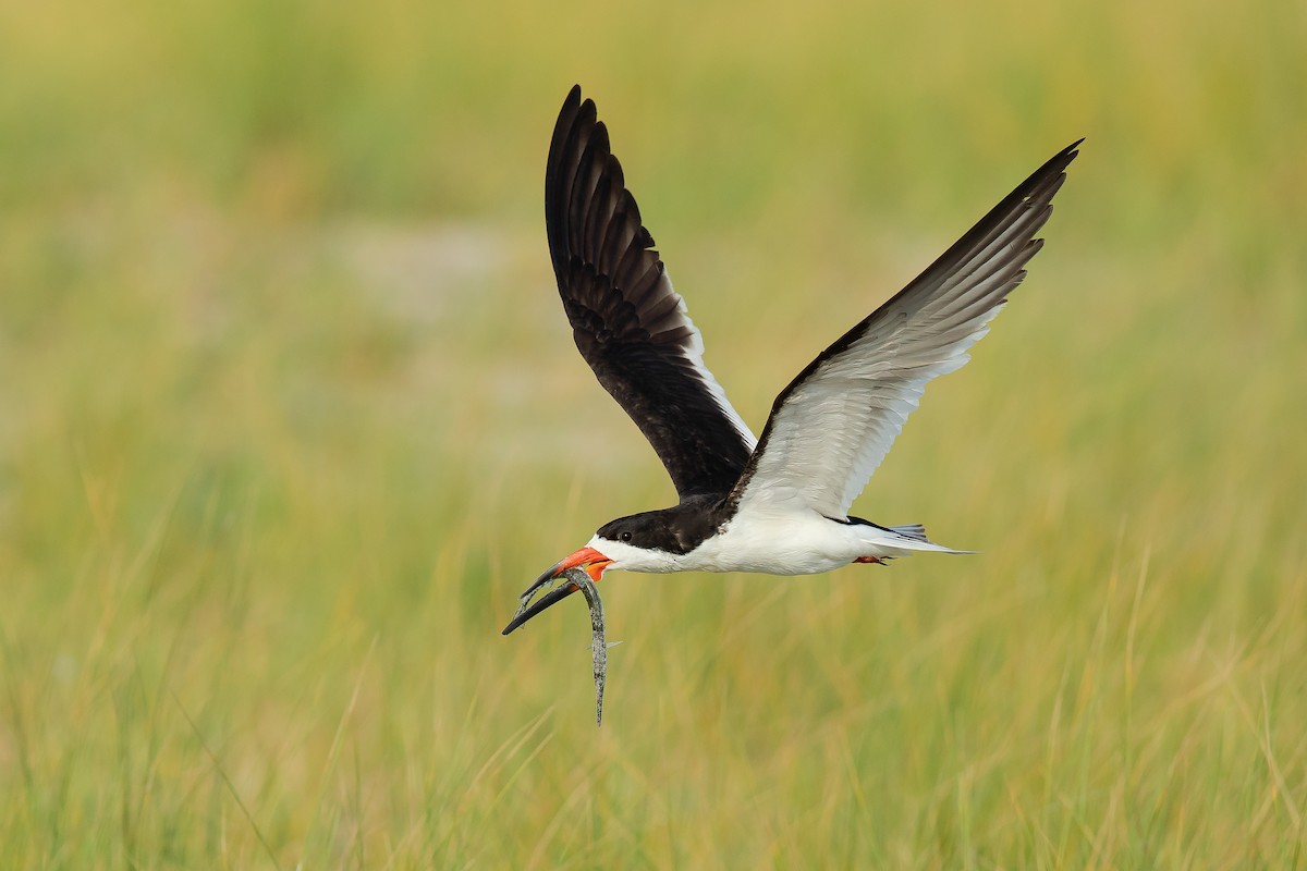 Black Skimmer - Dorian Anderson