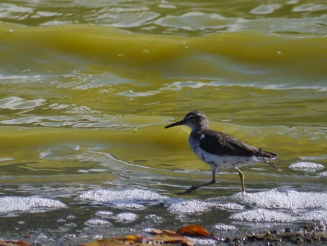 Spotted Sandpiper - ML173633021