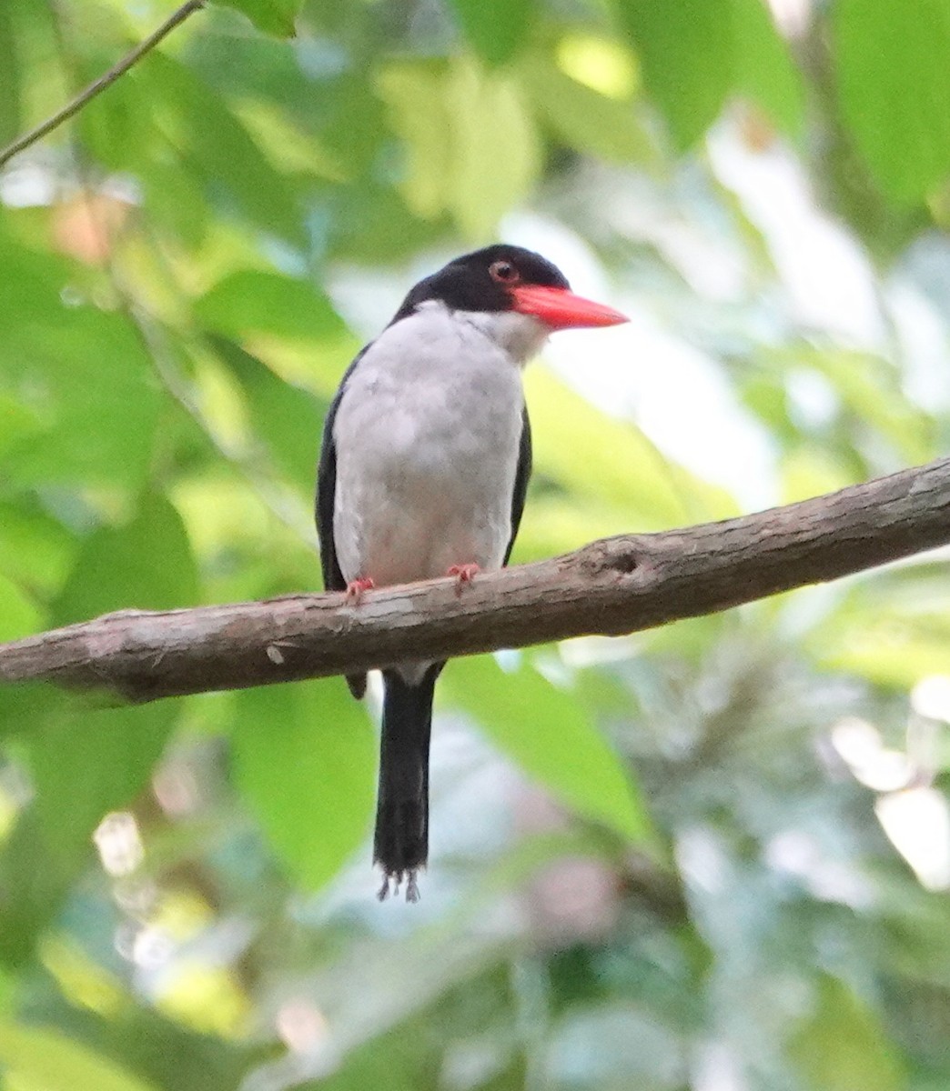 White-rumped Kingfisher - ML173633121