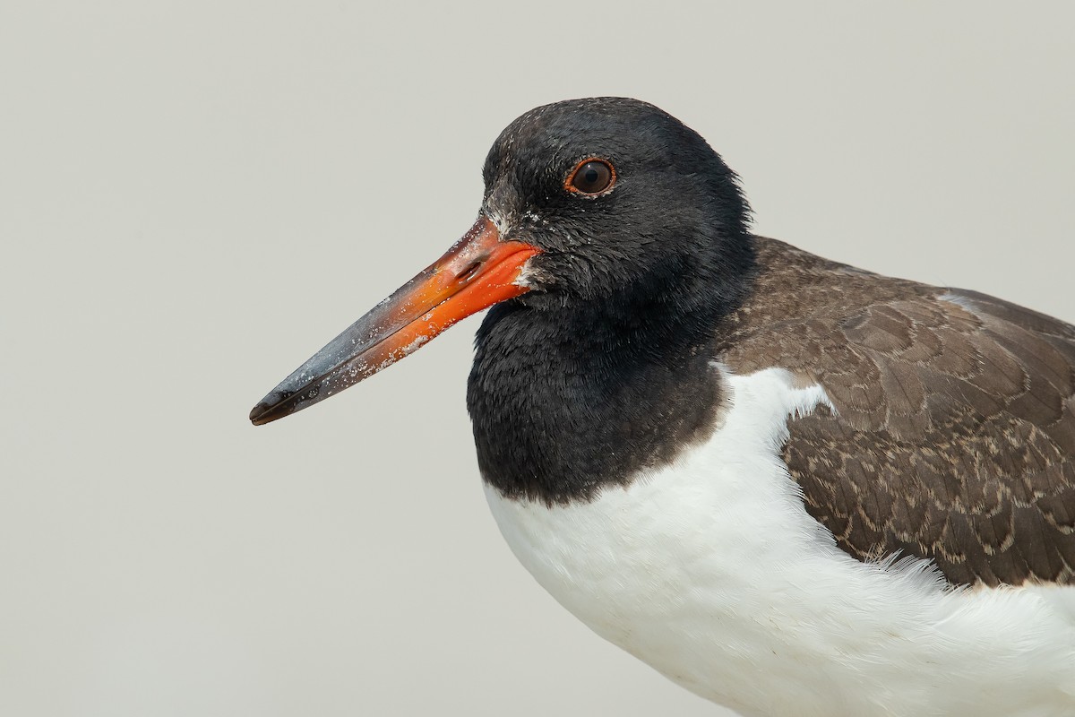 American Oystercatcher - Dorian Anderson