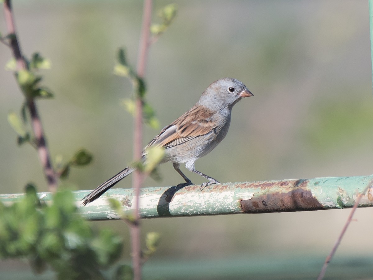 Black-chinned Sparrow - Gordon Karre