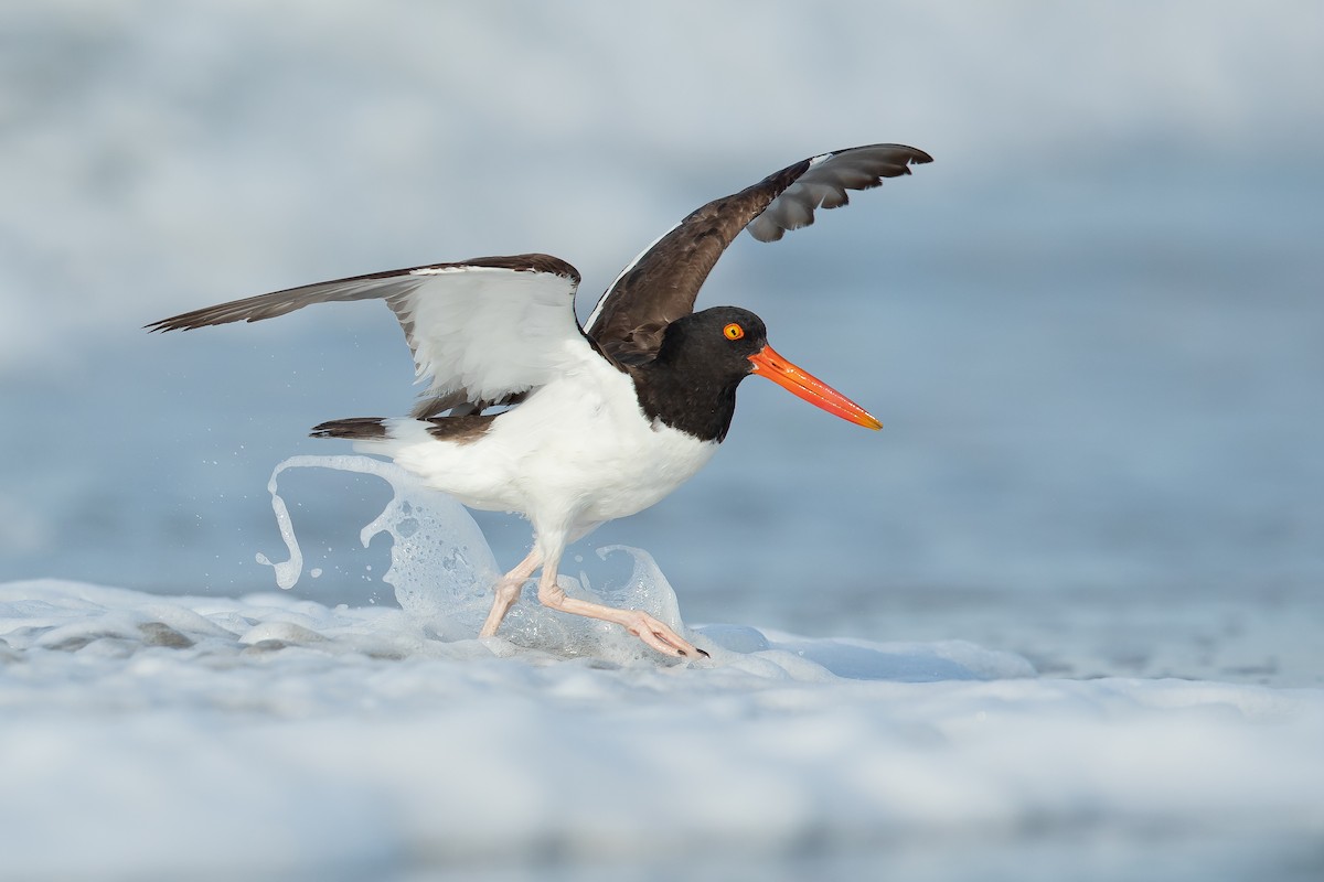 American Oystercatcher - Dorian Anderson