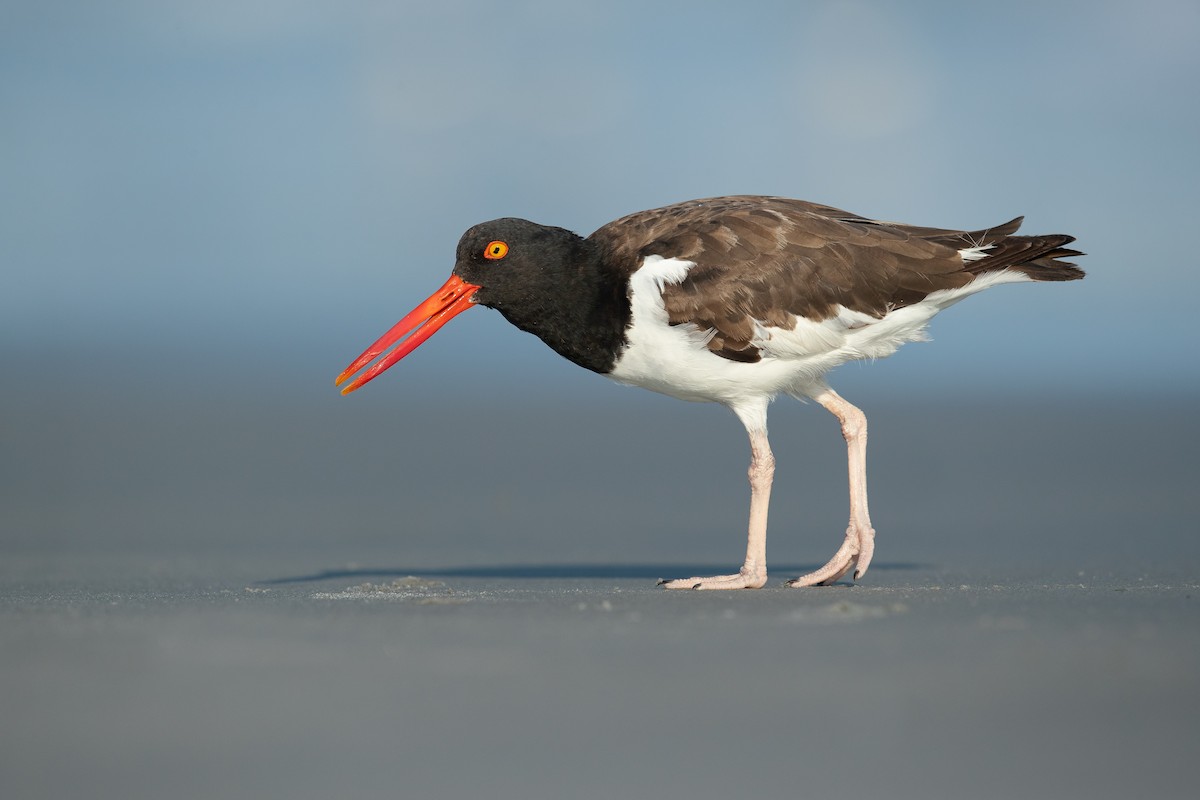 American Oystercatcher - Dorian Anderson