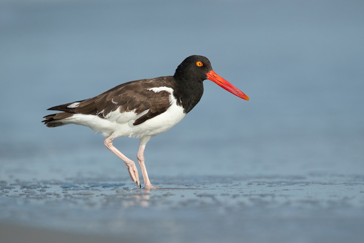 American Oystercatcher - Dorian Anderson