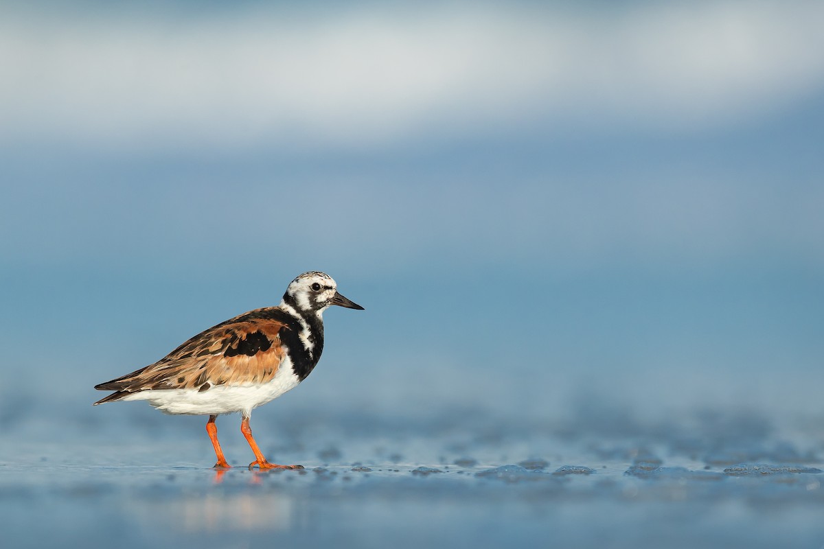 Ruddy Turnstone - Dorian Anderson