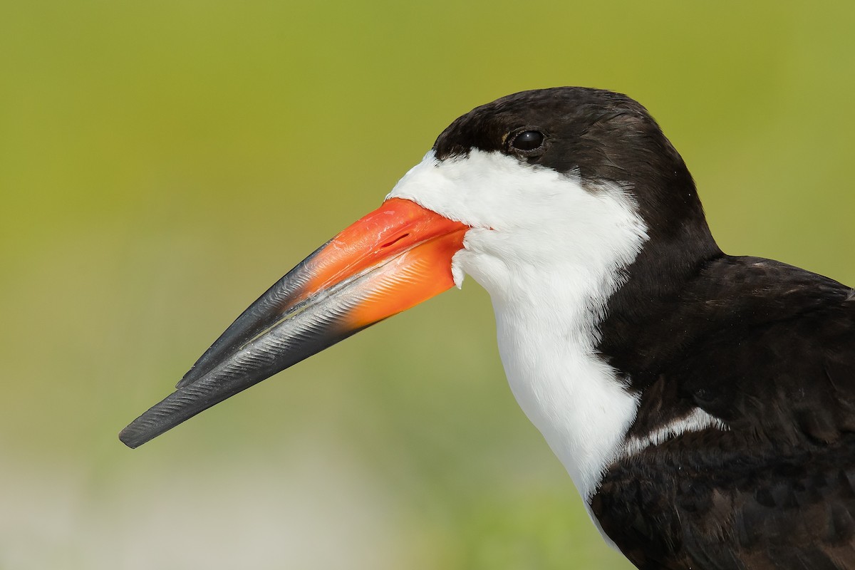 Black Skimmer - Dorian Anderson