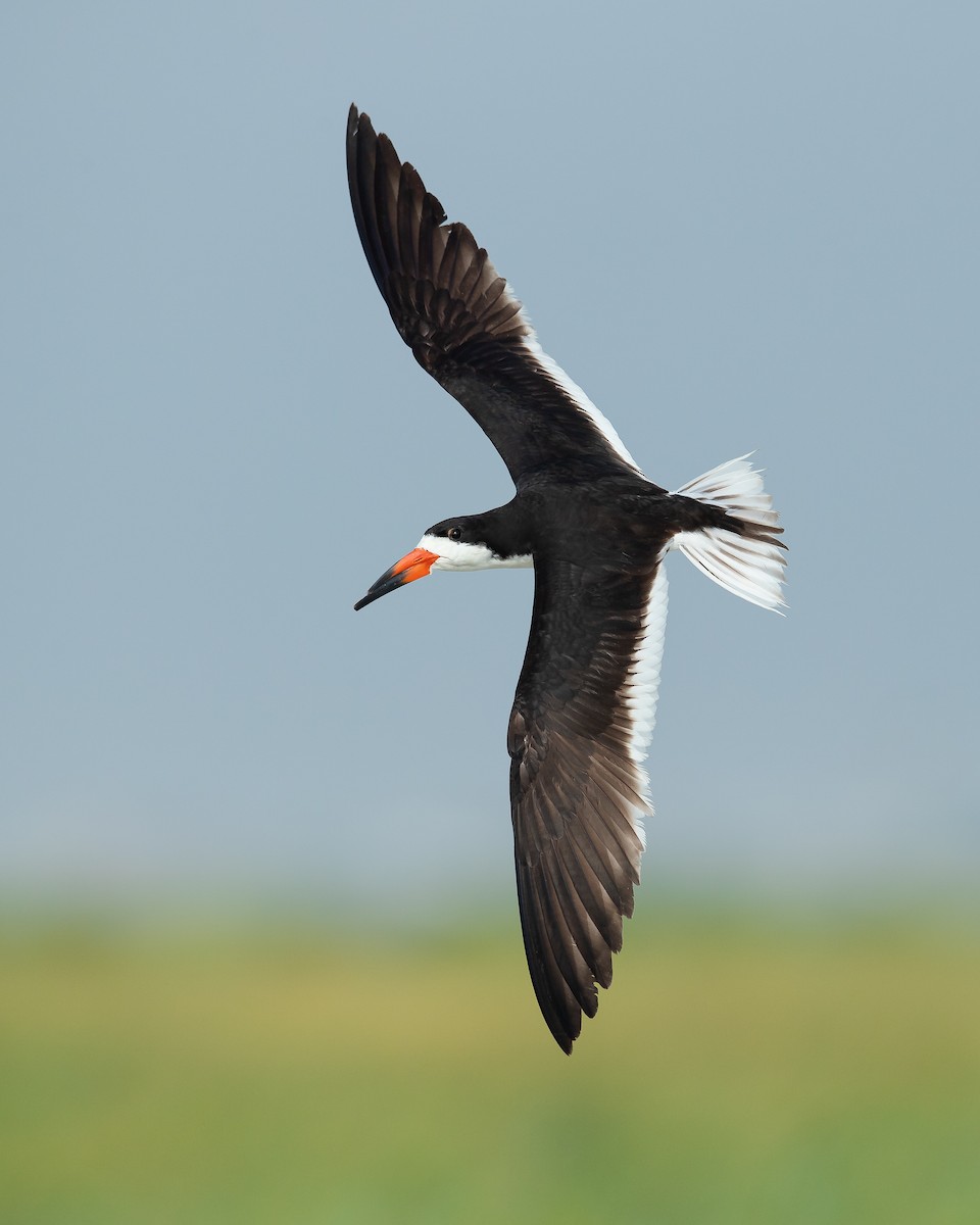 Black Skimmer - Dorian Anderson