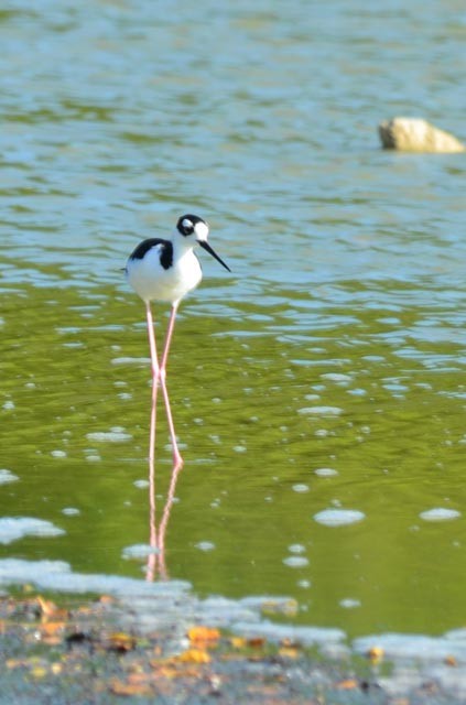 Black-necked Stilt - Wayne  Sutherland