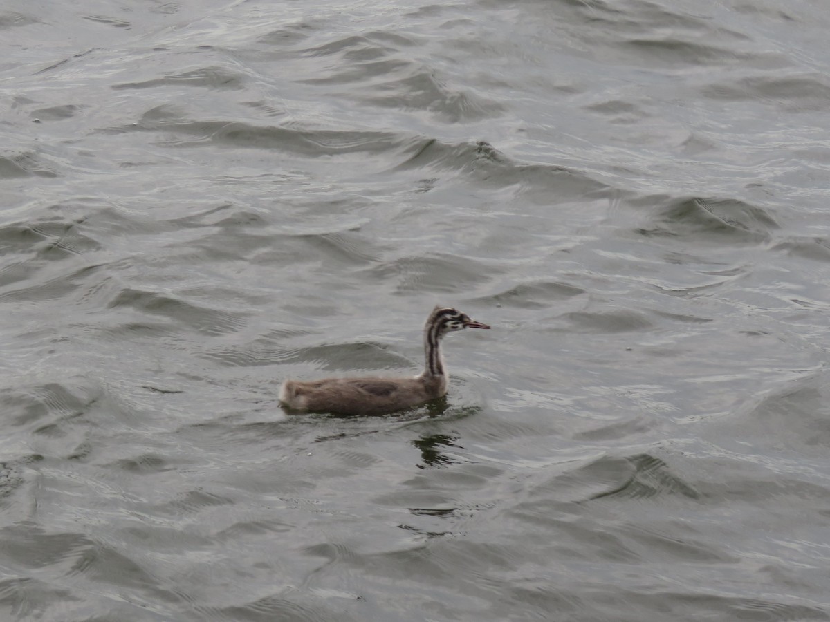 Great Crested Grebe - ML173635121