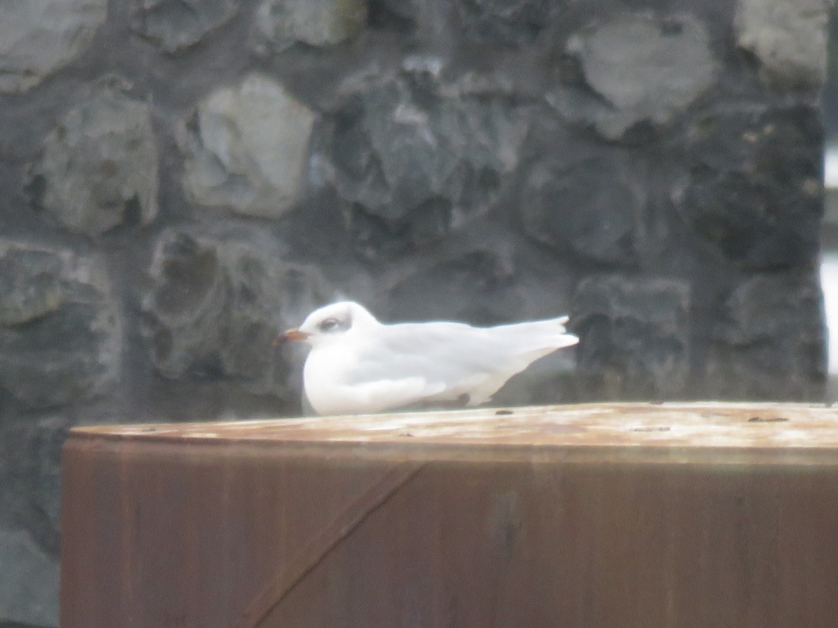 Black-headed Gull - ML173635311