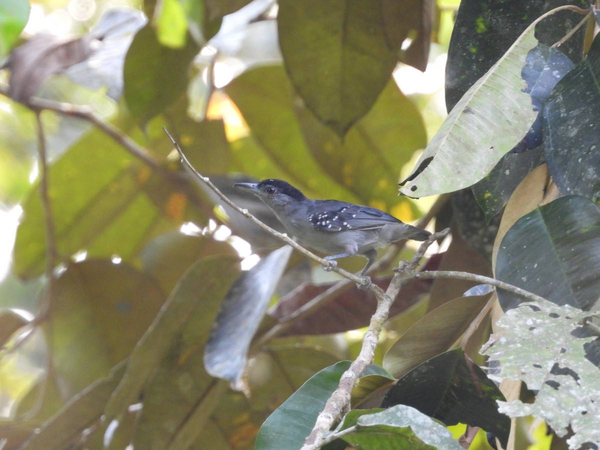 Spot-winged Antshrike - Jorge Galván
