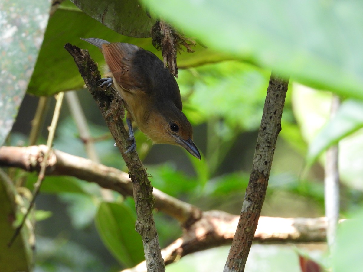 Spot-winged Antshrike - Jorge Galván