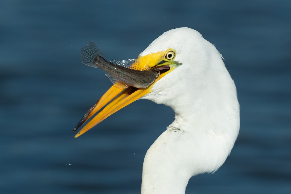 Great Egret - ML173636511