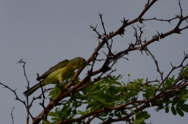 Prairie Warbler - Wayne  Sutherland