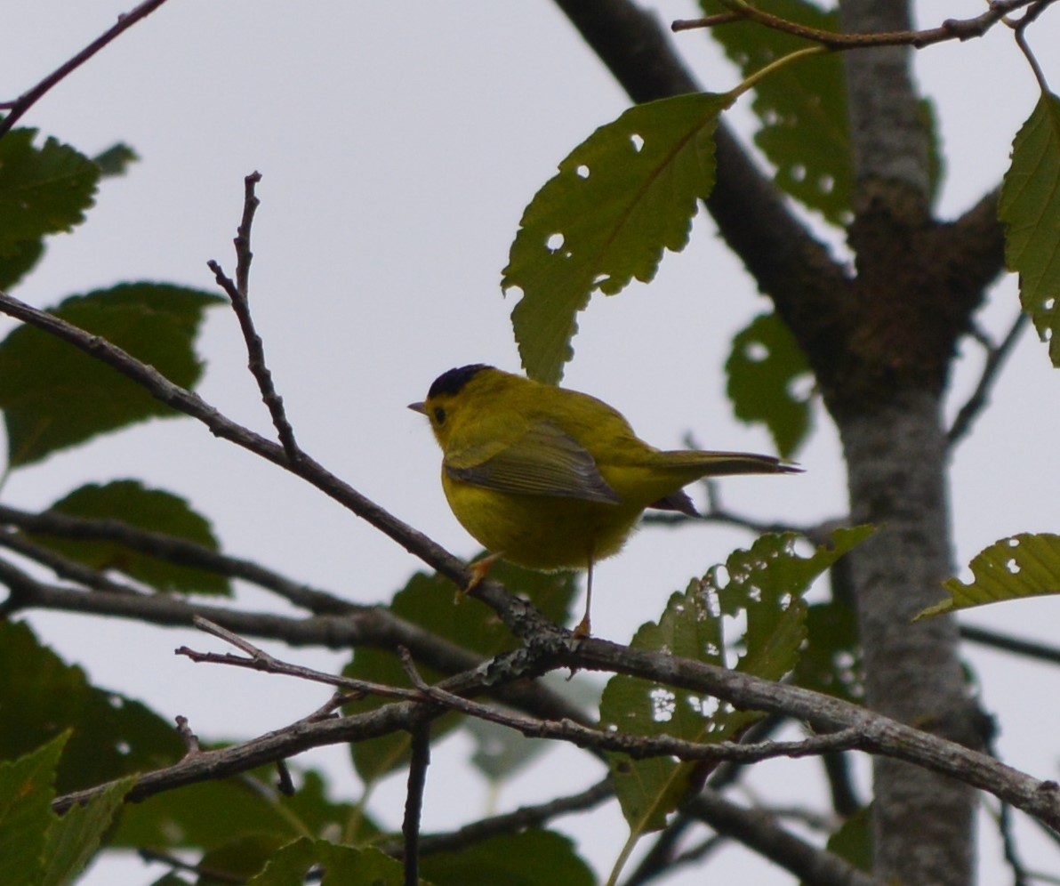 Wilson's Warbler - ML173637221