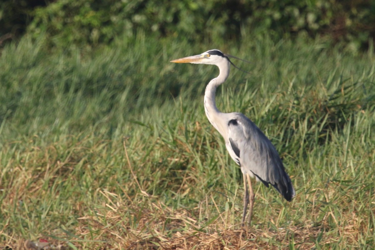 Gray Heron - Gil Ewing