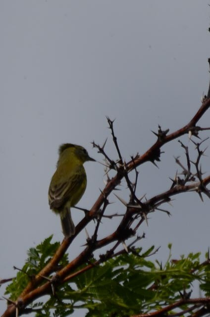 Prairie Warbler - Wayne  Sutherland