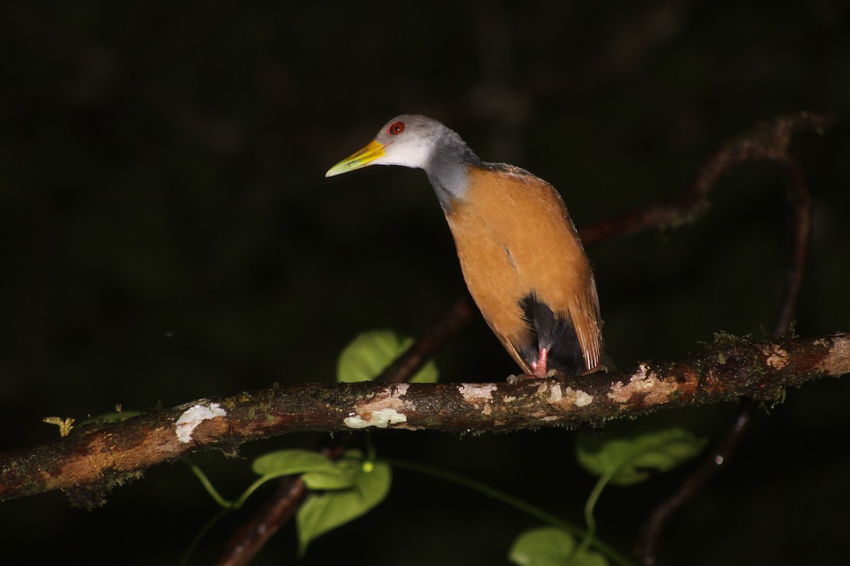 Gray-cowled Wood-Rail - ML173638261