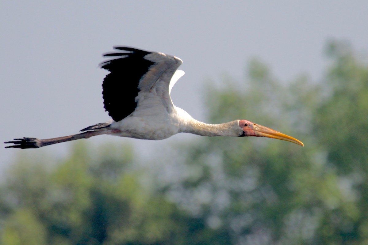 malaystork - ML173638931