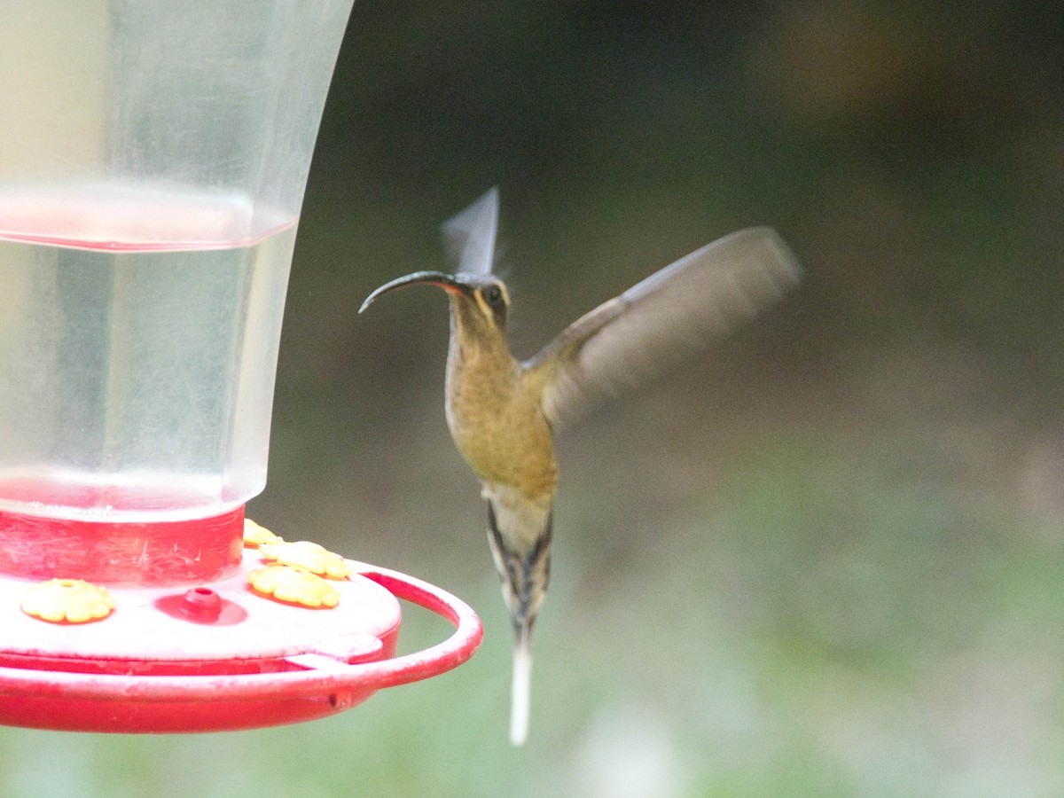 Great-billed Hermit - ML173640261