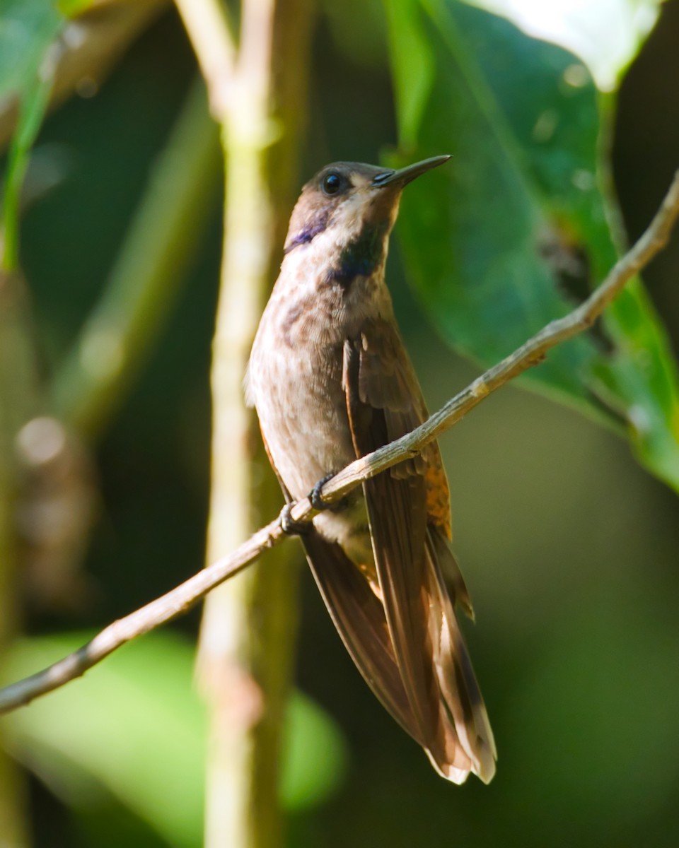 Brown Violetear - Eric Carpenter