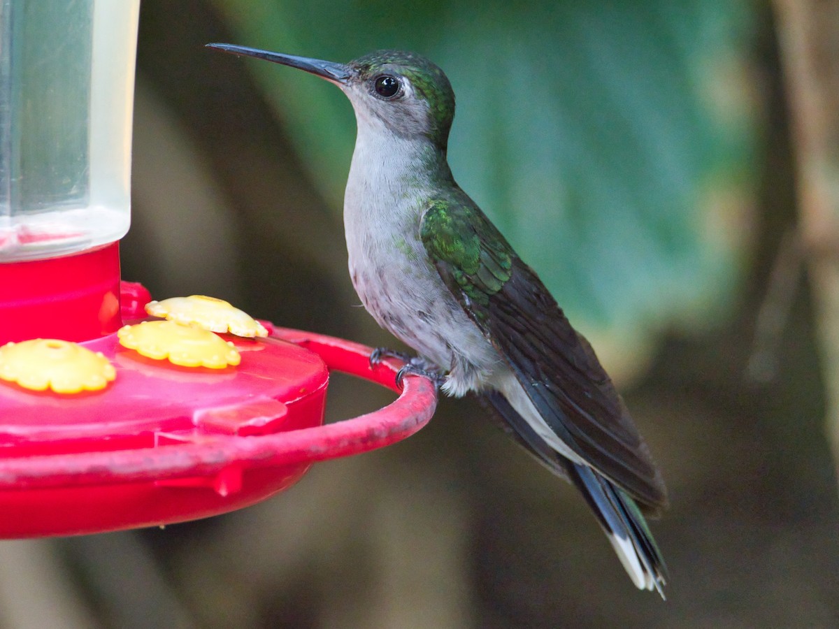 kolibřík šedoprsý - ML173640481