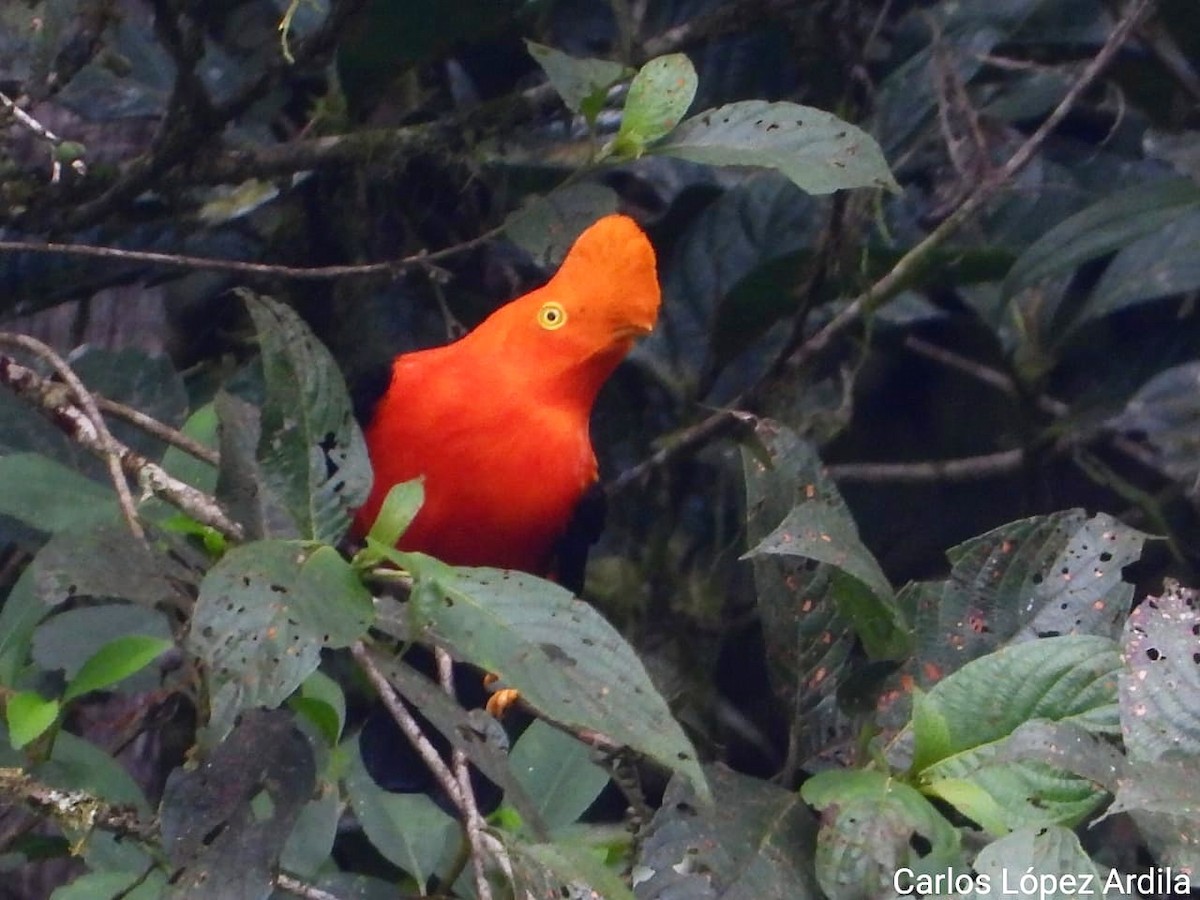 Andean Cock-of-the-rock - ML173641171