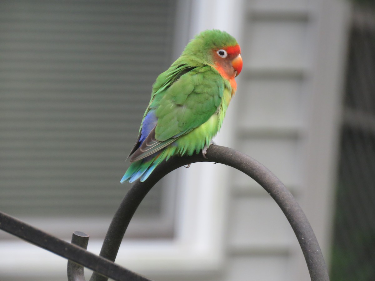 Rosy-faced Lovebird - ML173641291