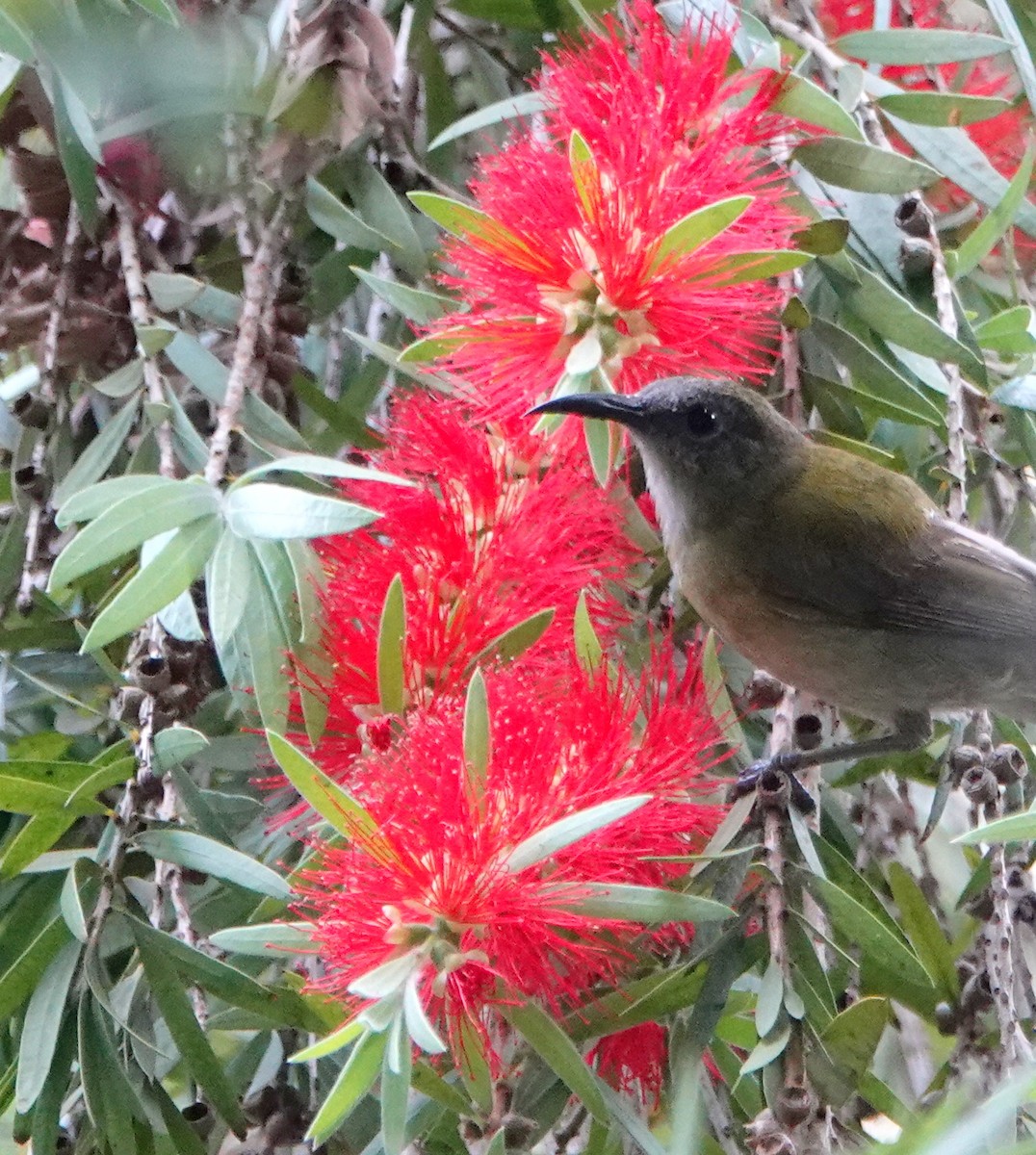 Sunda Honeyeater - ML173641491