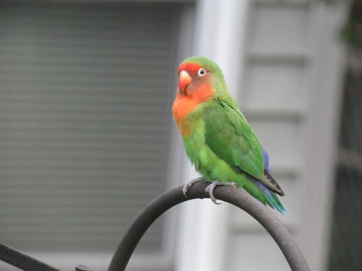 Rosy-faced Lovebird - ML173641781