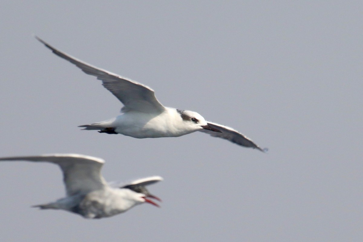 Whiskered Tern - Gil Ewing