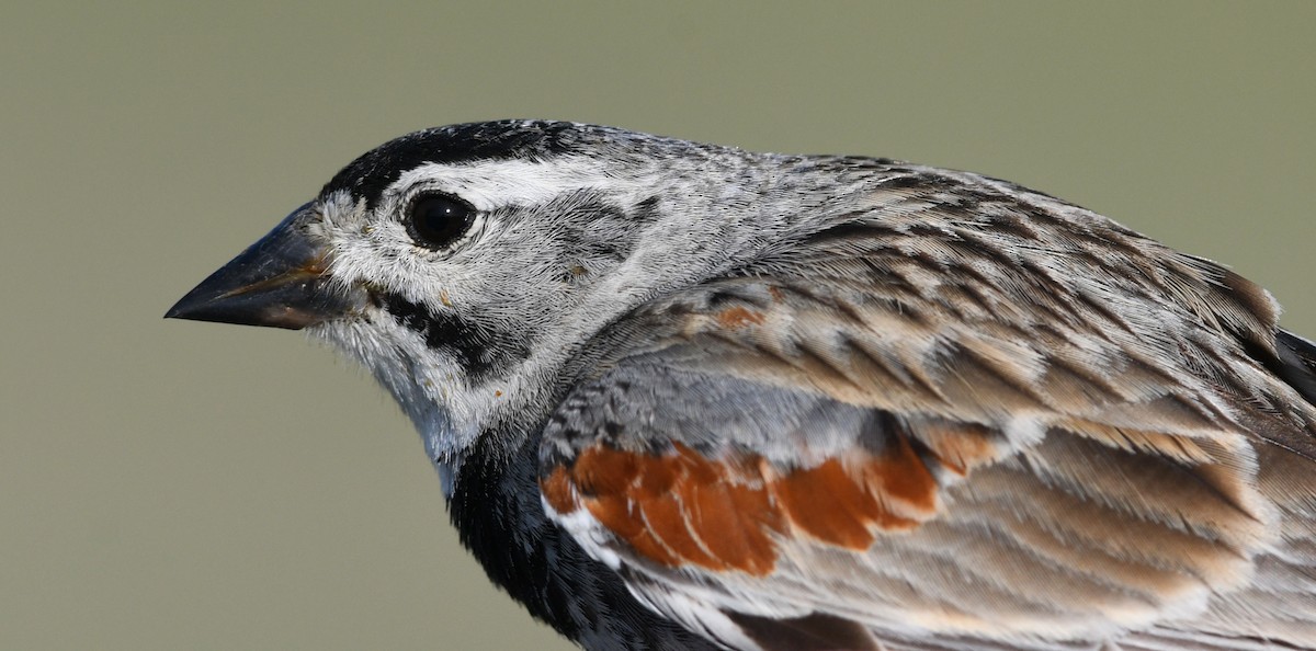 Thick-billed Longspur - ML173642201