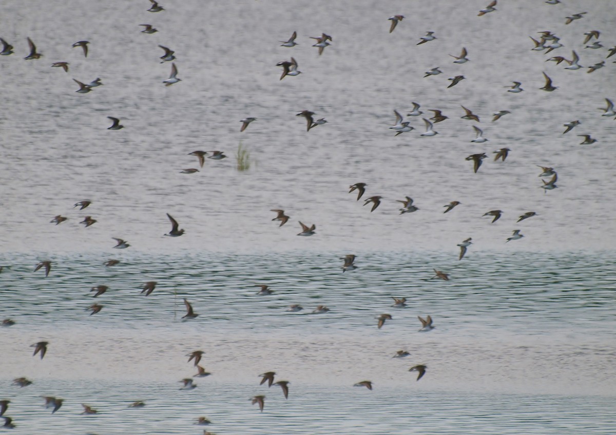 Semipalmated Sandpiper - ML173643751